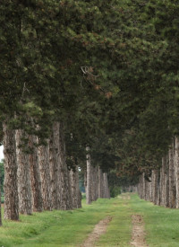 Fenyves allé, Újmajor, Szendrey-emlékszoba